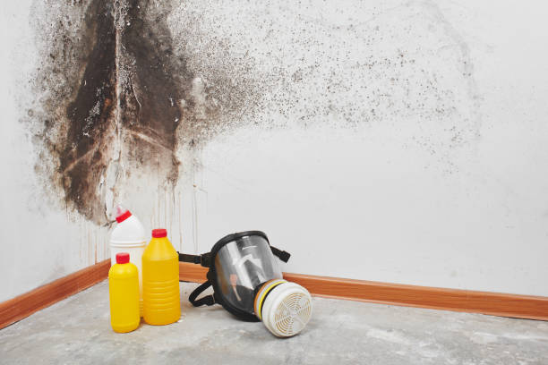 Certified Mold Removal in Wheatley Heights, NY