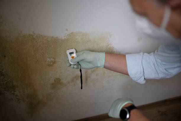 Best Local Mold Removal Service  in Wheatley Heights, NY