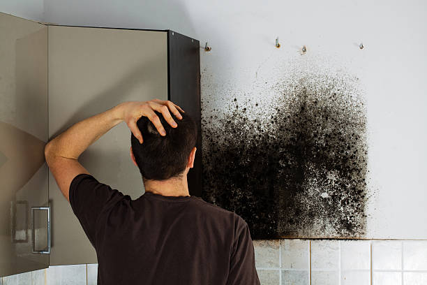 Best Emergency Mold Removal  in Wheatley Heights, NY